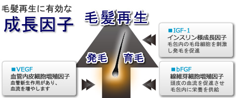 毛髪再生に有効な成長因子