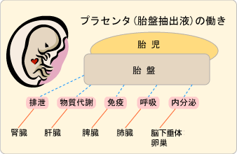 プラセンタ療法とは